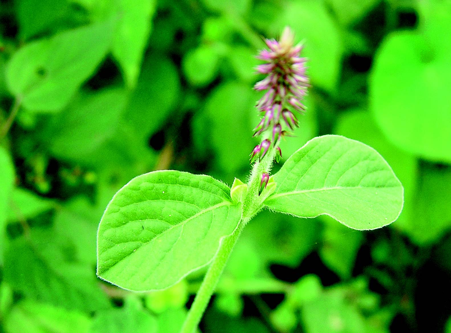 Achyranthes aspera: An ayurvedic medicinal plant for chemical debridement in ano-rectal disorders
